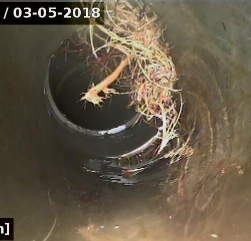 Bouchage à cause de racines